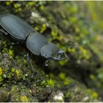 Balkenschroeter- Dorcus parallelipipedus