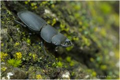 Balkenschroeter- Dorcus parallelipipedus