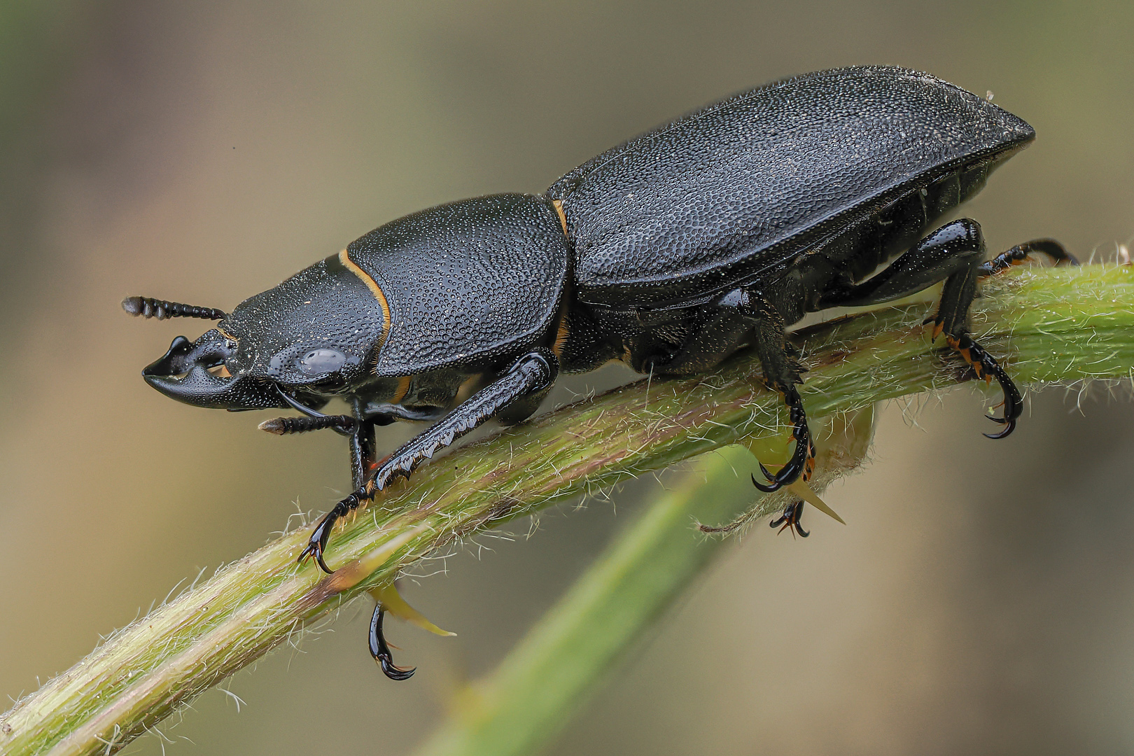 Balkenschröter (Dorcus parallelipipedus),