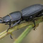 Balkenschröter (Dorcus parallelipipedus),