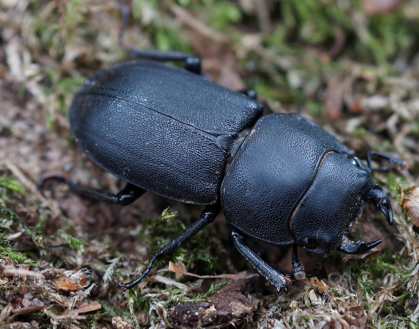 Balkenschröter (Dorcus parallelipipedus), Männchen 