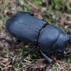 Balkenschröter (Dorcus parallelipipedus), Männchen 