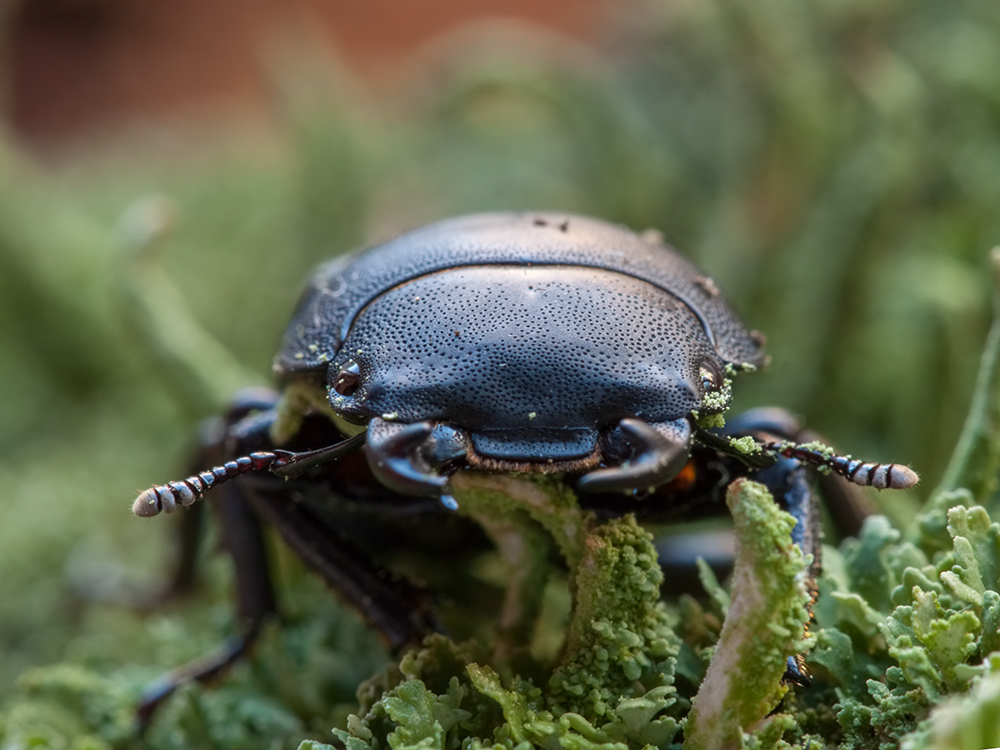 Balkenschröter (Dorcus parallelopipedus)