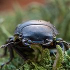 Balkenschröter (Dorcus parallelopipedus)