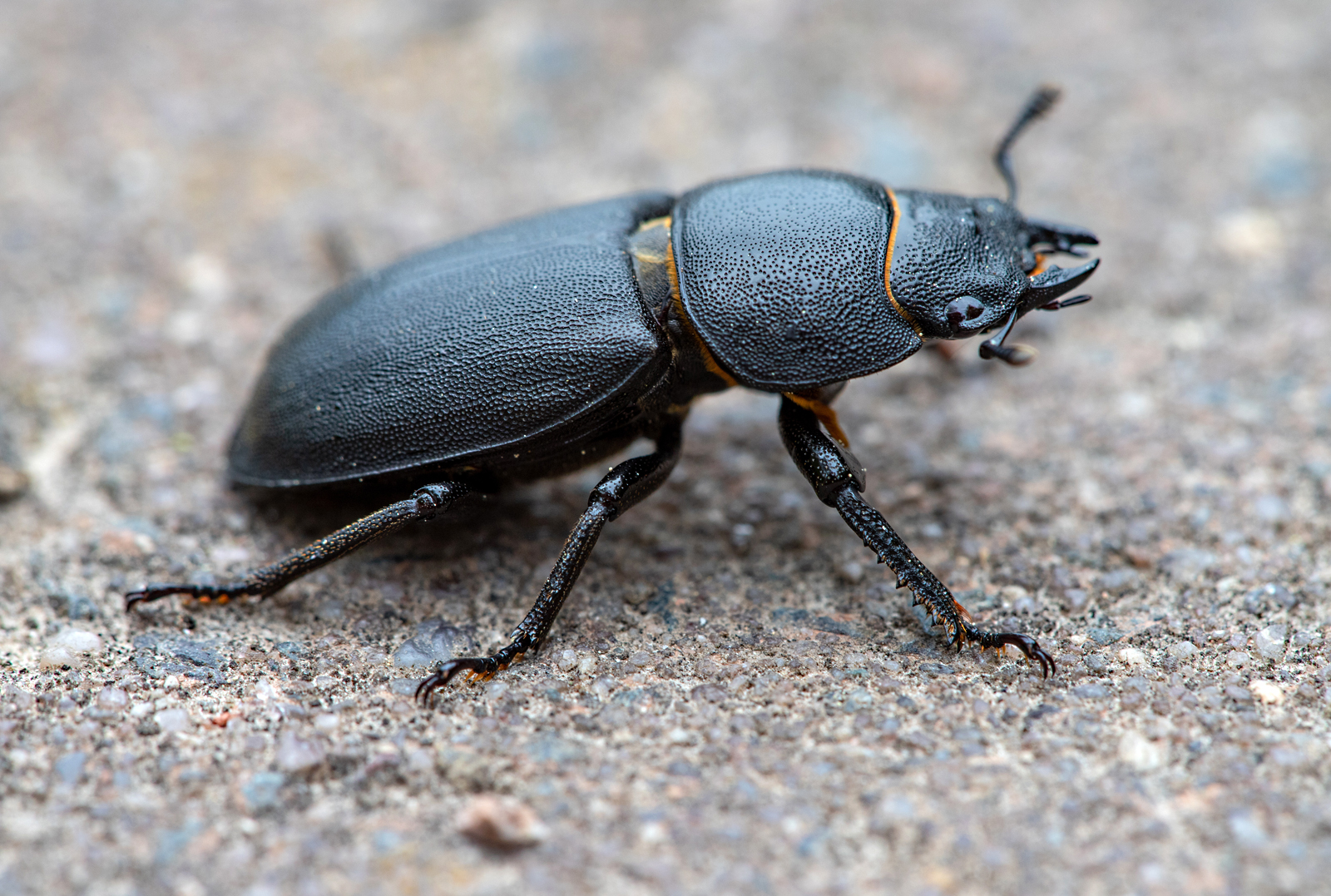 Balkenschröter Foto & Bild | tiere, wildlife, insekten Bilder auf fotocommunity