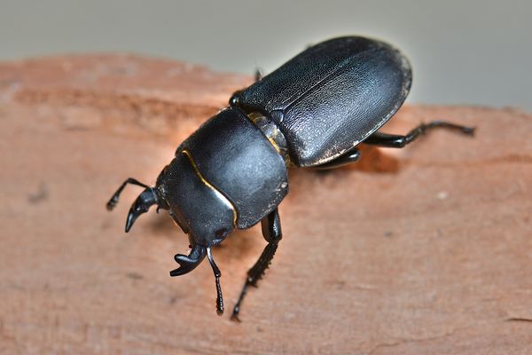 Balkenschröter - männlich