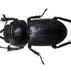 Balkenschröter, schwarzer Käfer