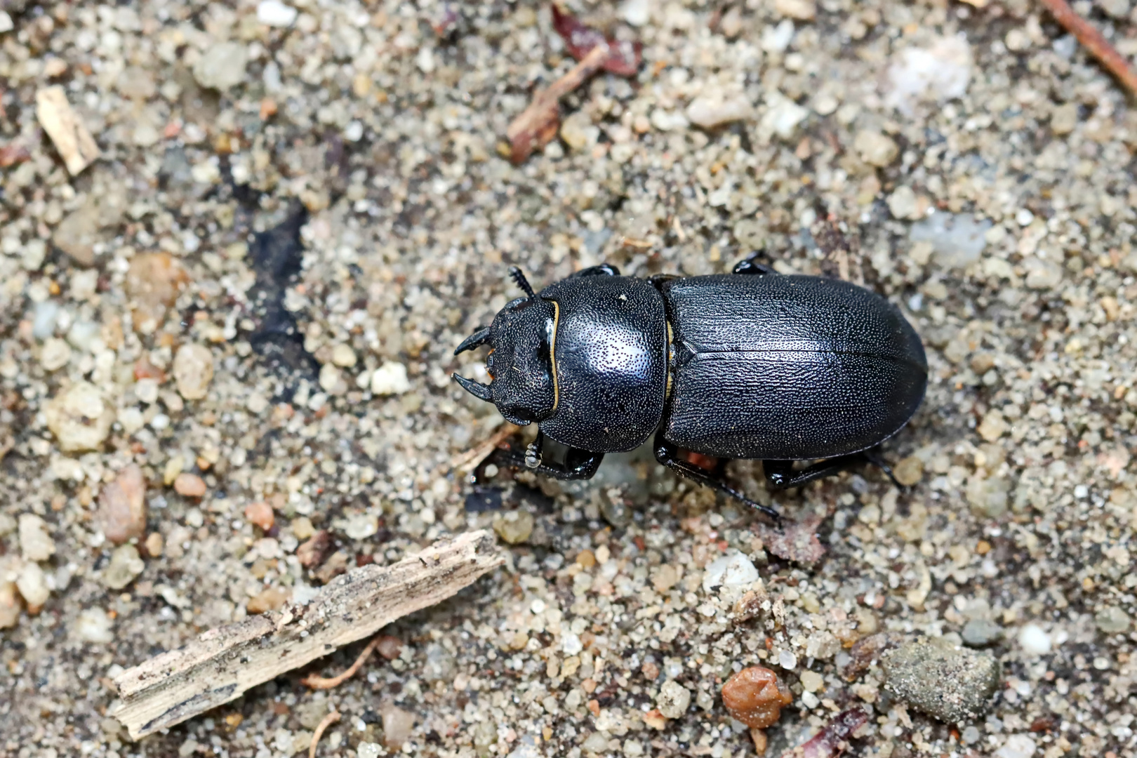 Balkenschröter,Weibchen