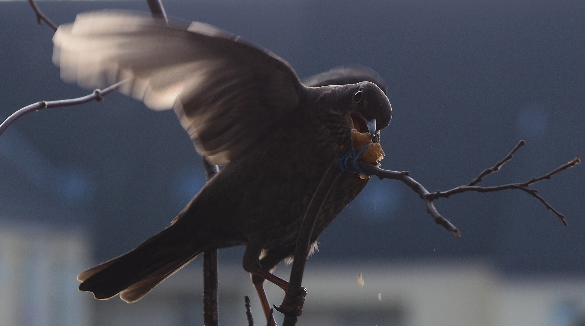 Balkon-Amsel