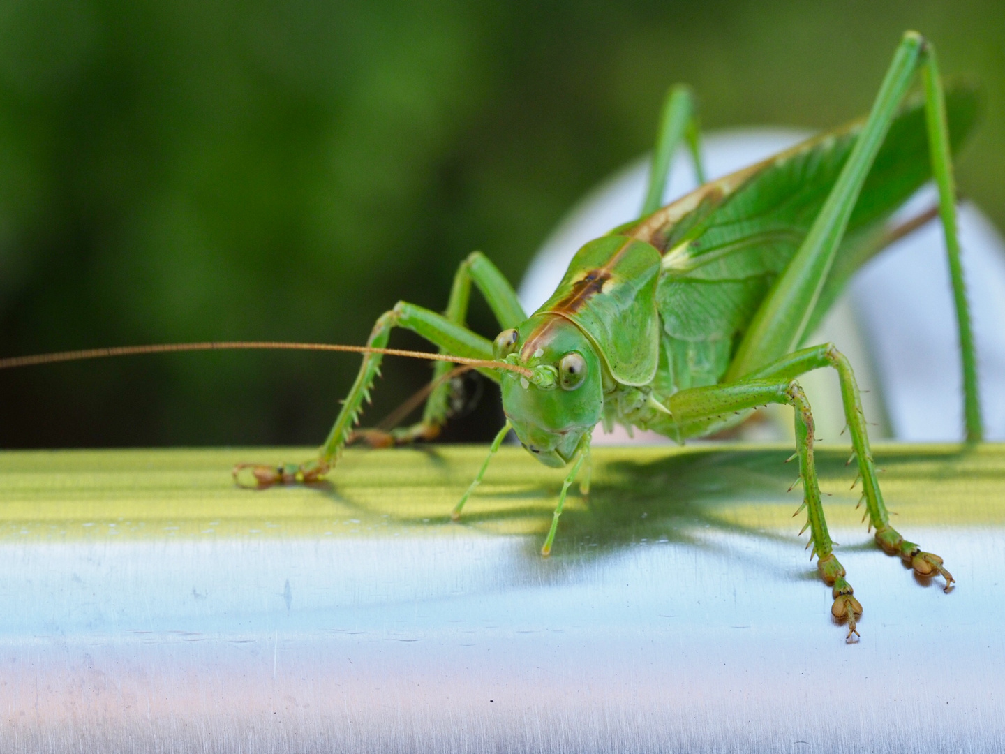 Balkon-Besuch