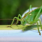 Balkon-Besuch