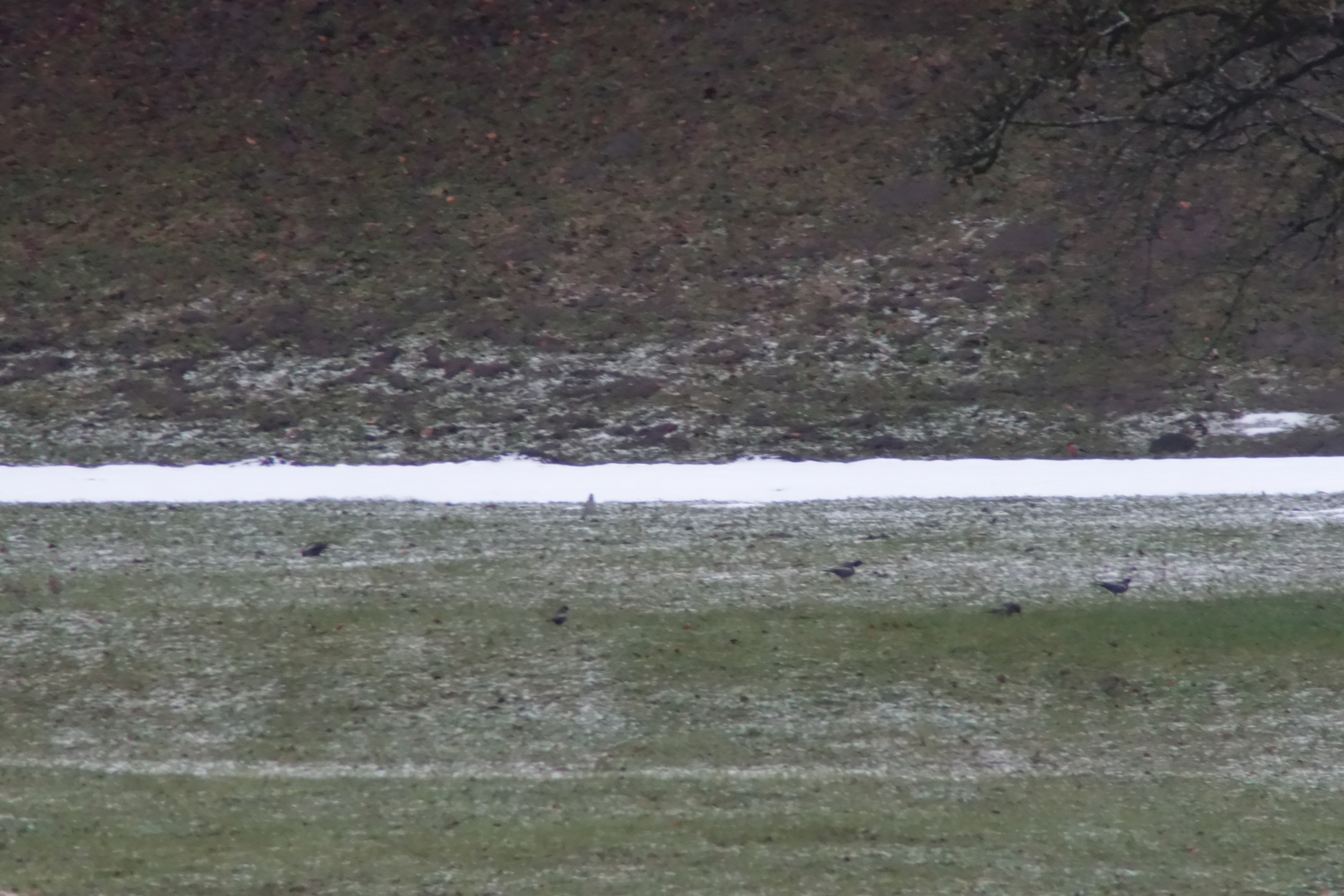 Balkon-Birding...