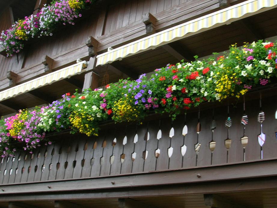 Balkon Blumen Foto & Bild landschaft, garten & parklandschaften
