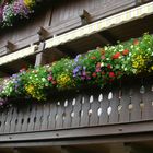 Balkon Blumen