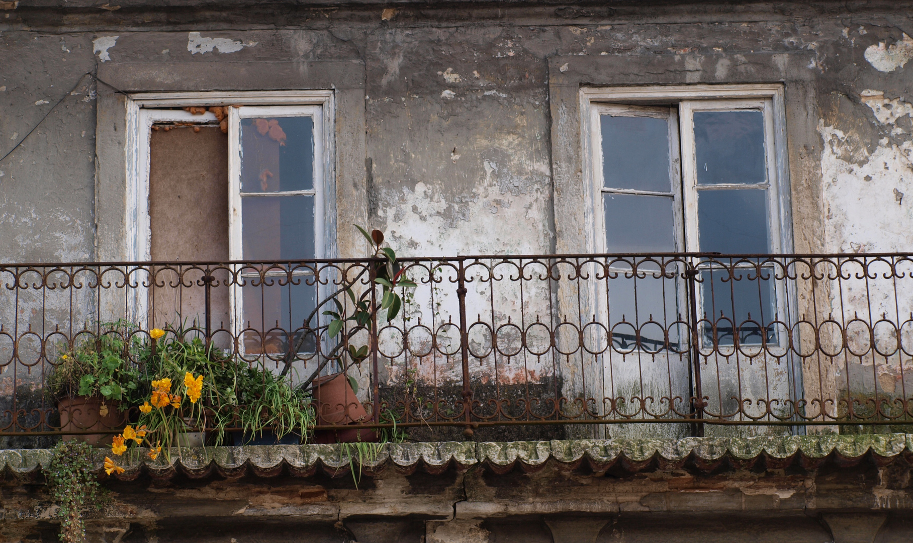 Balkon (mit Blume und Geländer)