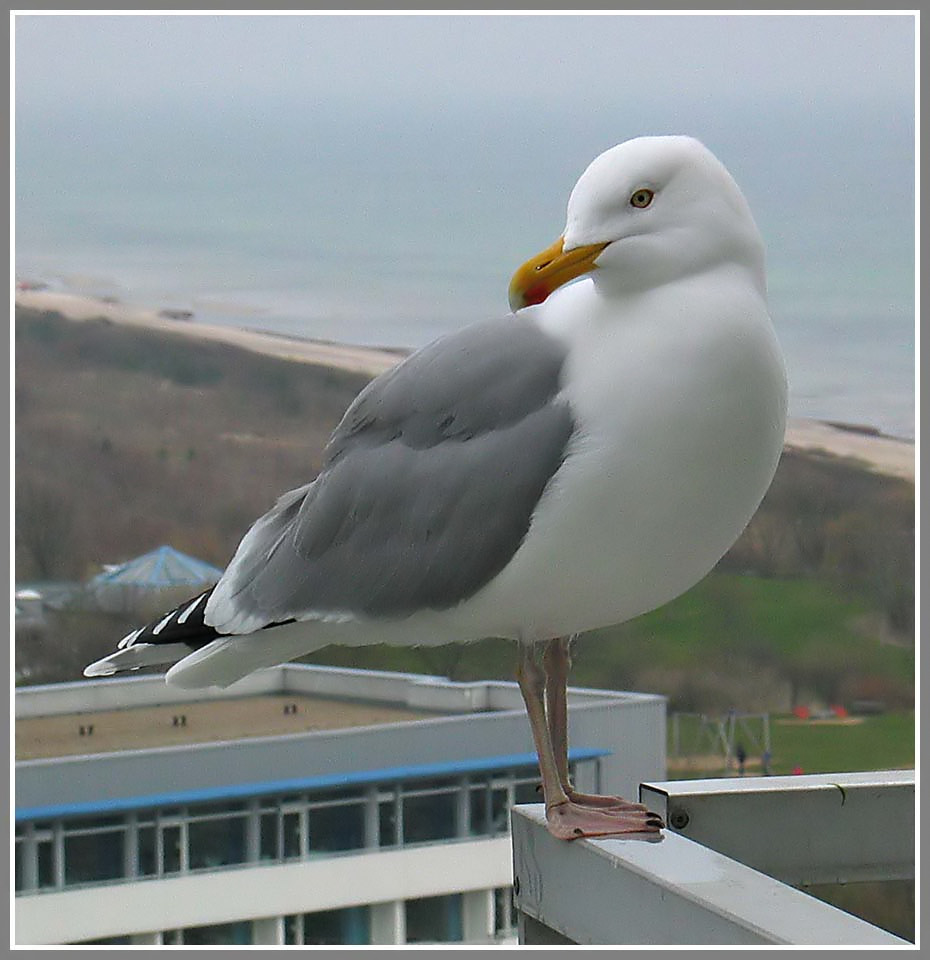 Balkon- Möwe reloaded