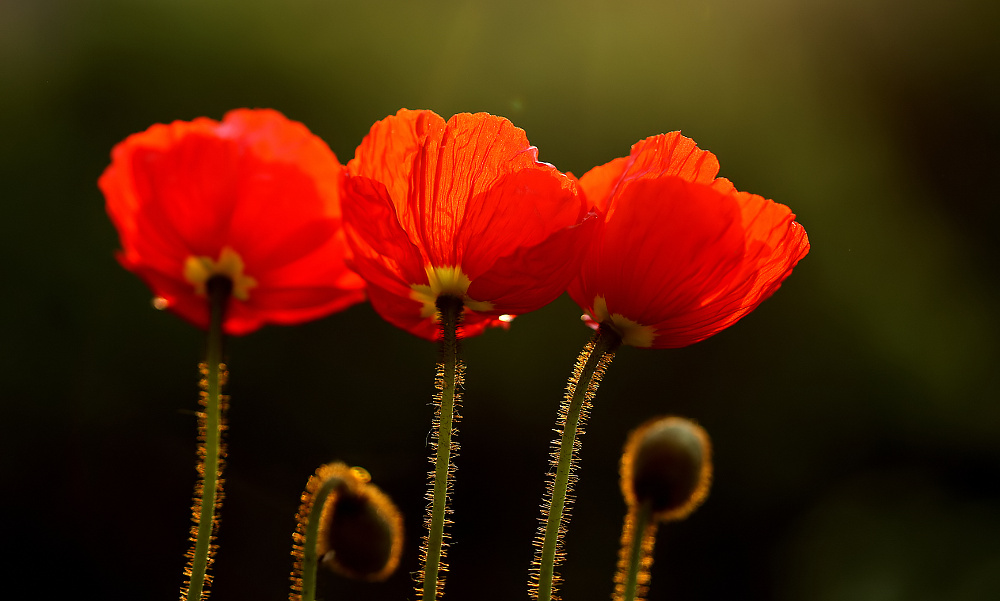 Balkon - Mohn