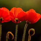 Balkon - Mohn