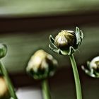 Balkon plants