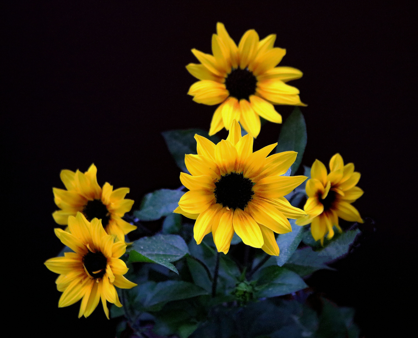 BalkonSonnenblume Foto & Bild natur, pflanzen, pilze & flechten