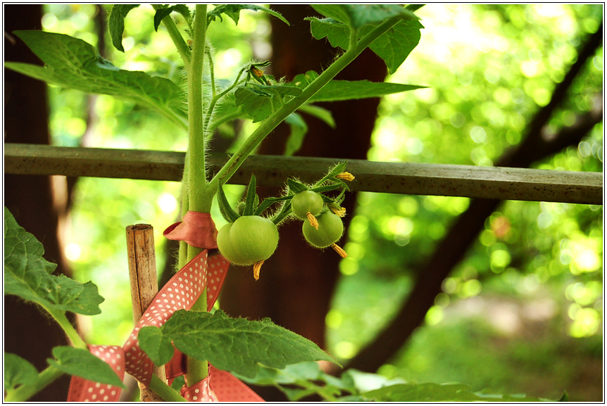 Balkon Tomaten