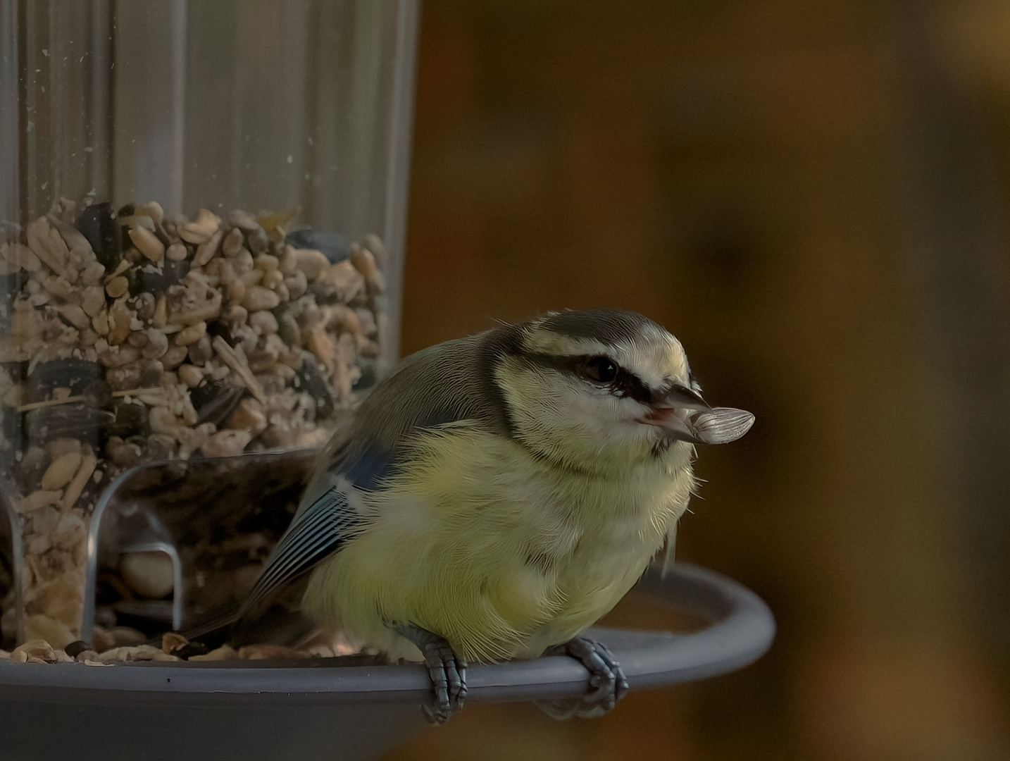 Balkonbesuch...