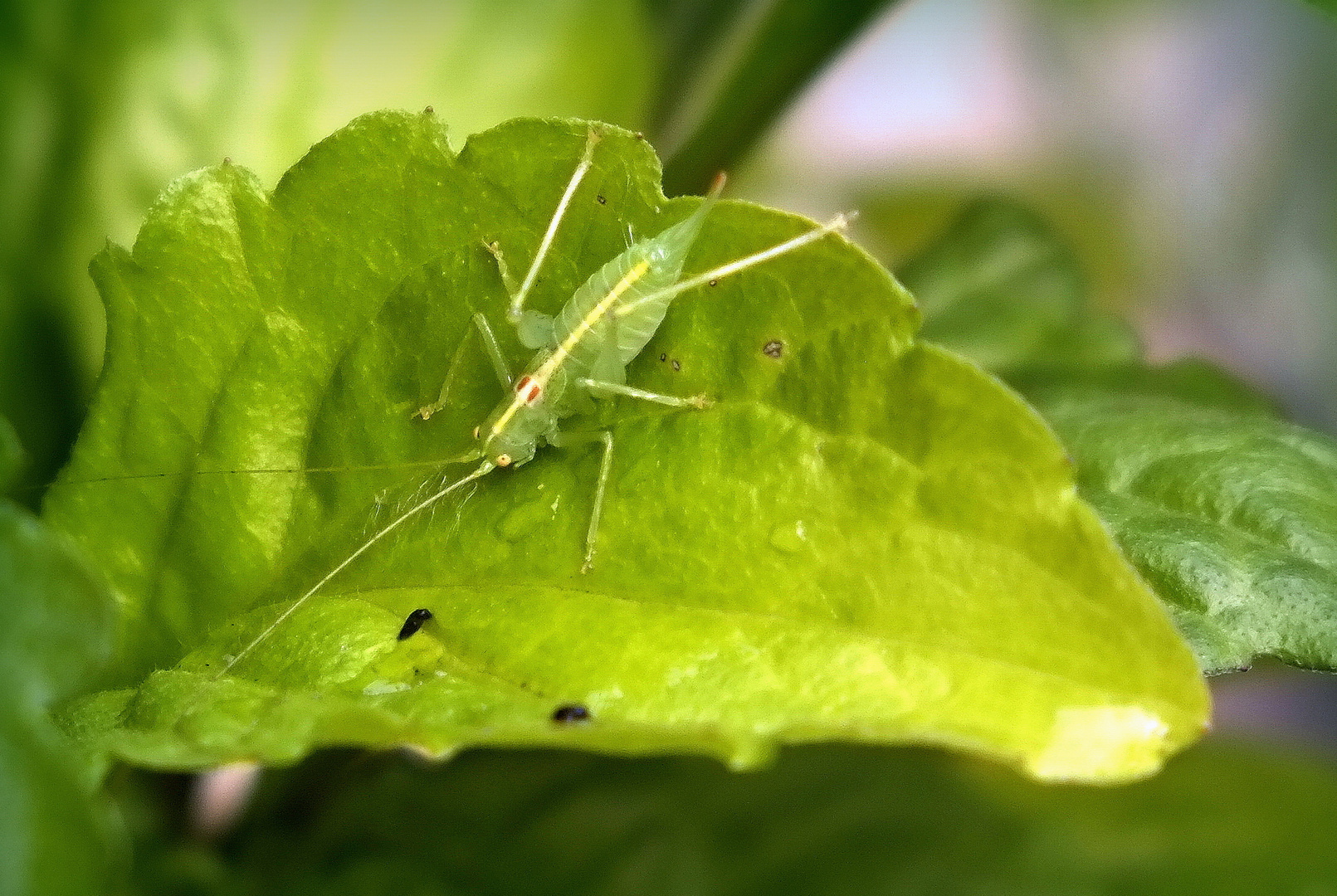 Balkonbesuch