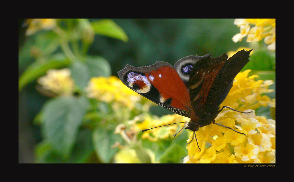 Balkonbesucher Foto & Bild | tiere, wildlife, schmetterlinge Bilder auf ...