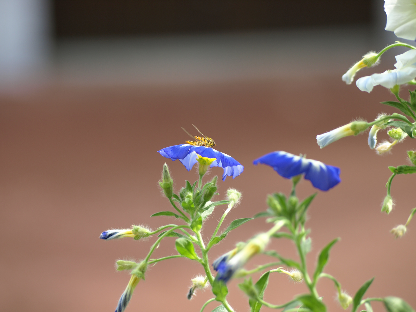 balkonbienenliebe