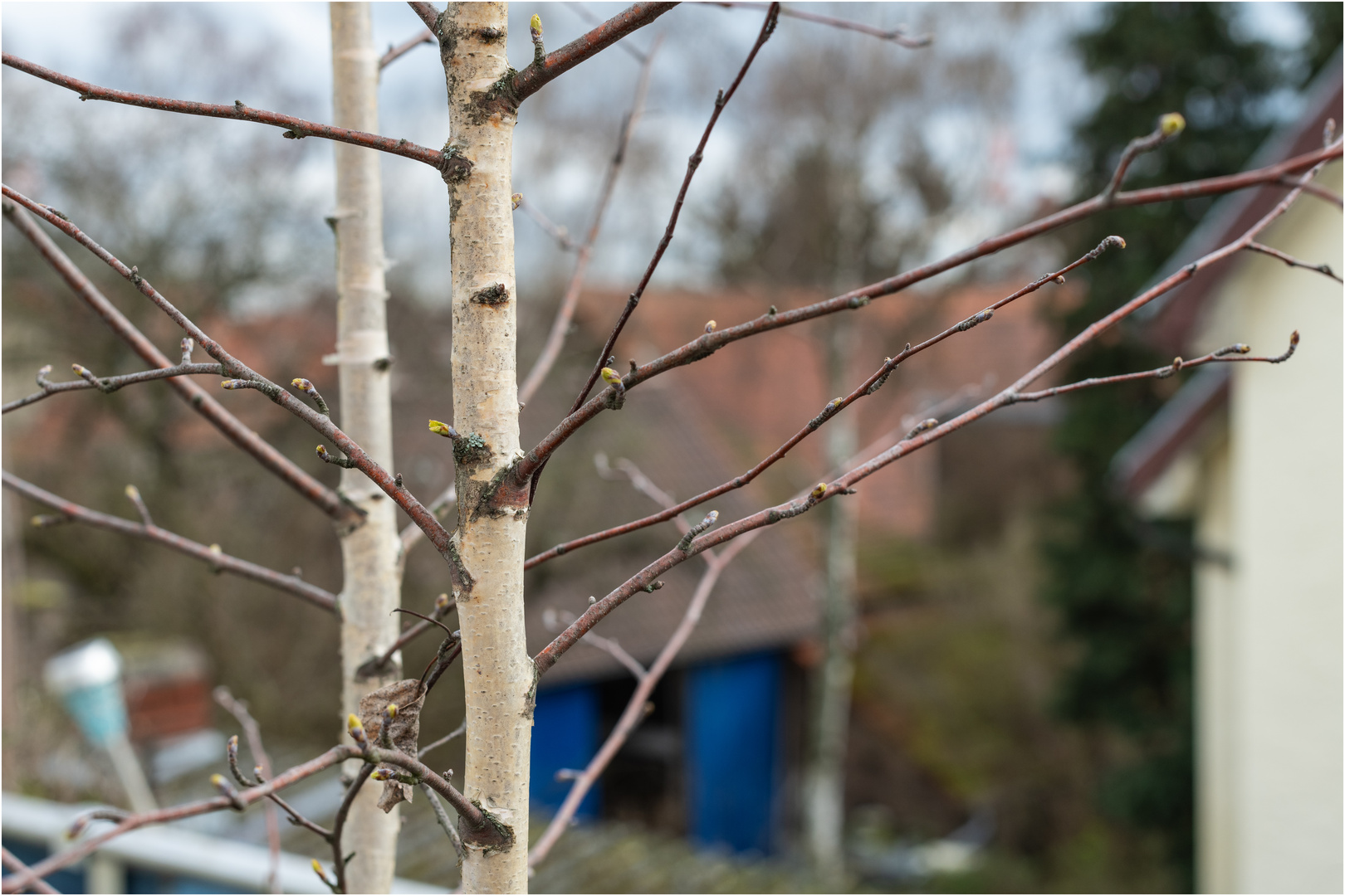 "Balkonbirke" - 1,4/50mm an Nikon D850, f 7,1 und 1/250 bei ISO 200