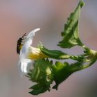 Balkonblümchen hat Besuch