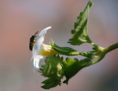 Balkonblümchen hat Besuch