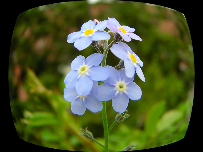 "Balkonblüte"