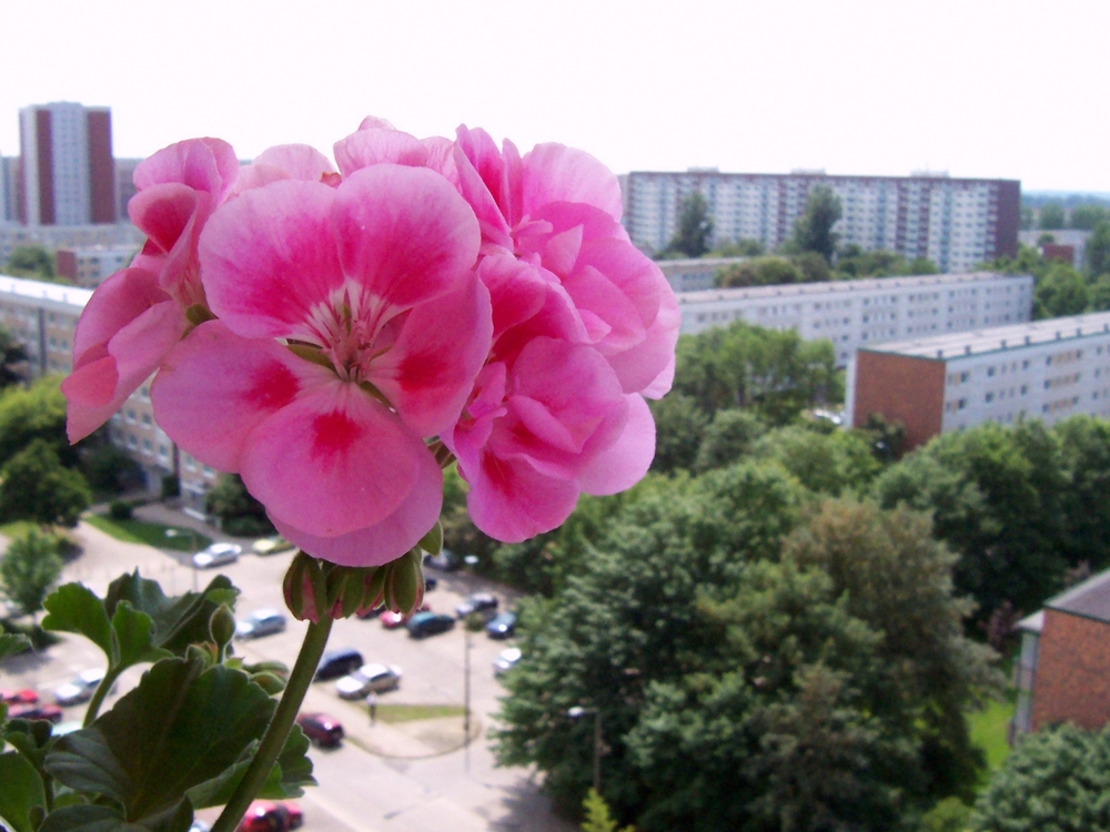 Balkonblume im Sommer