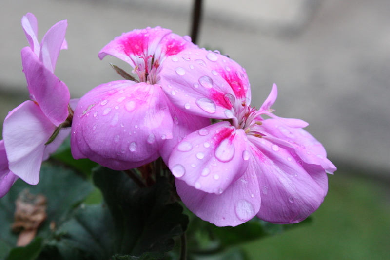 Balkonblume nach dem Regen