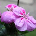 Balkonblume nach dem Regen