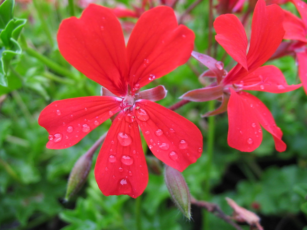 Balkonblumen