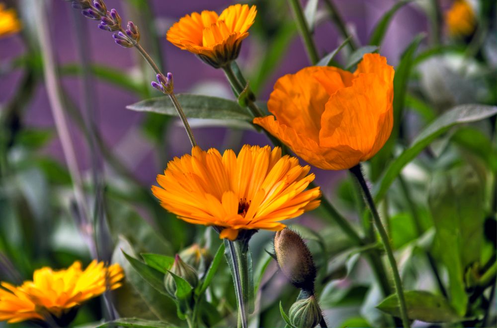 Balkonblumen