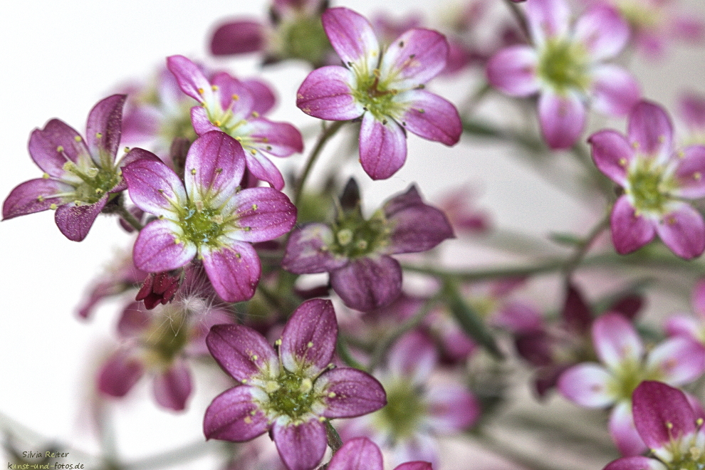 Balkonblumen