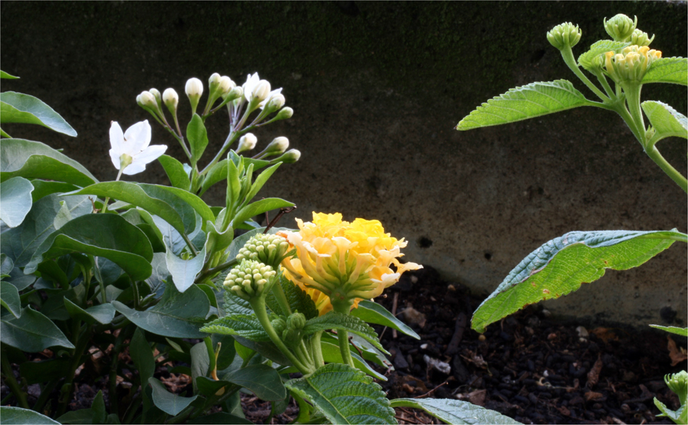 Balkonblumen