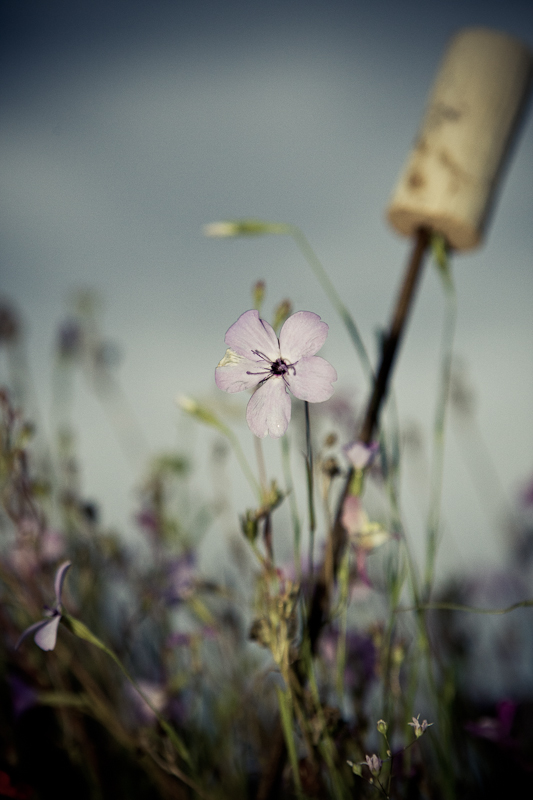 Balkonblumen