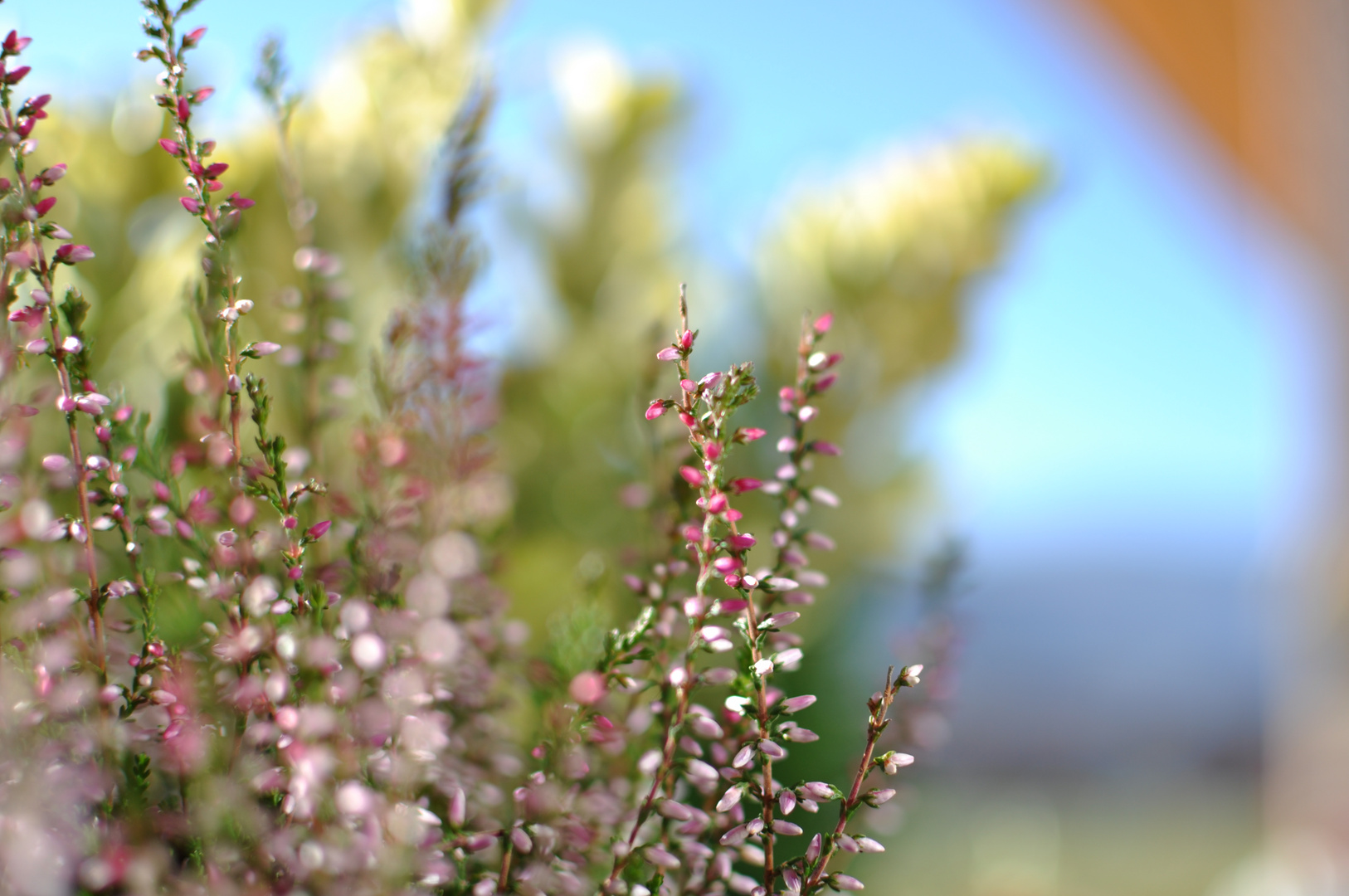 Balkonblumen