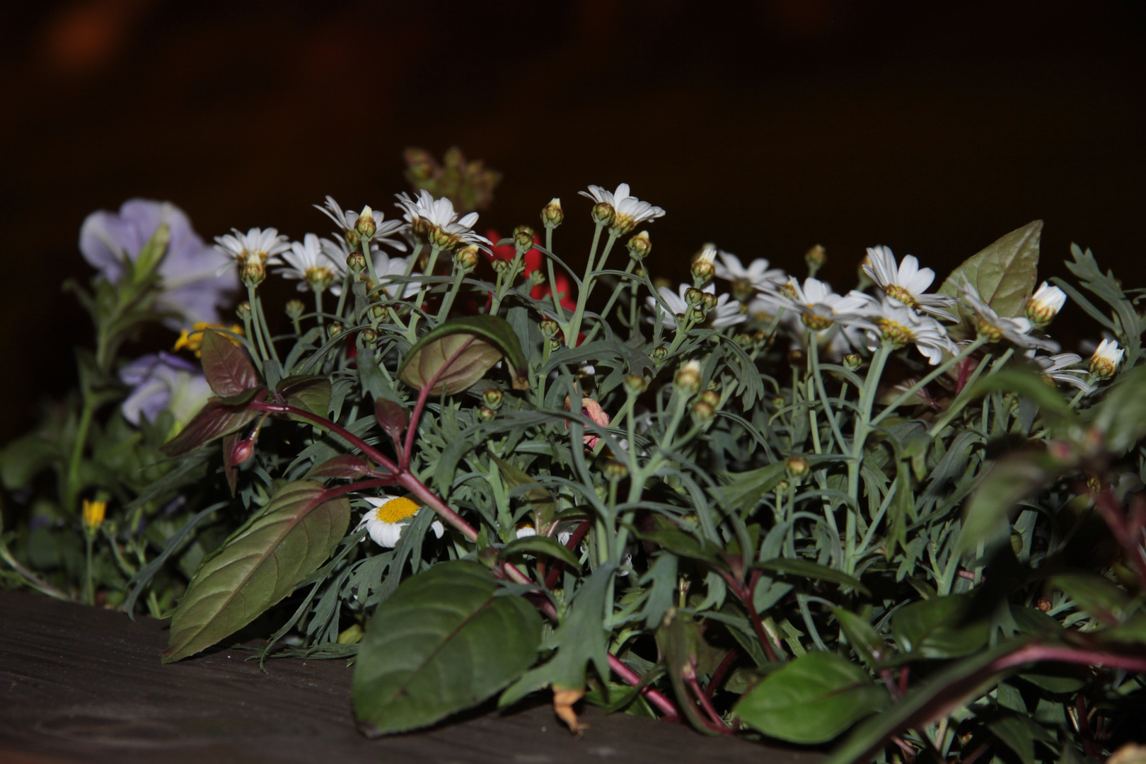 Balkonblumen bei Nacht