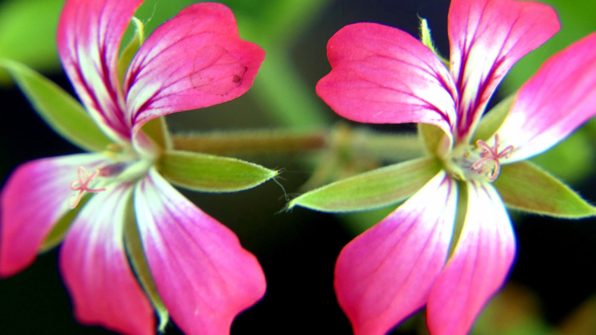 Balkonblumen