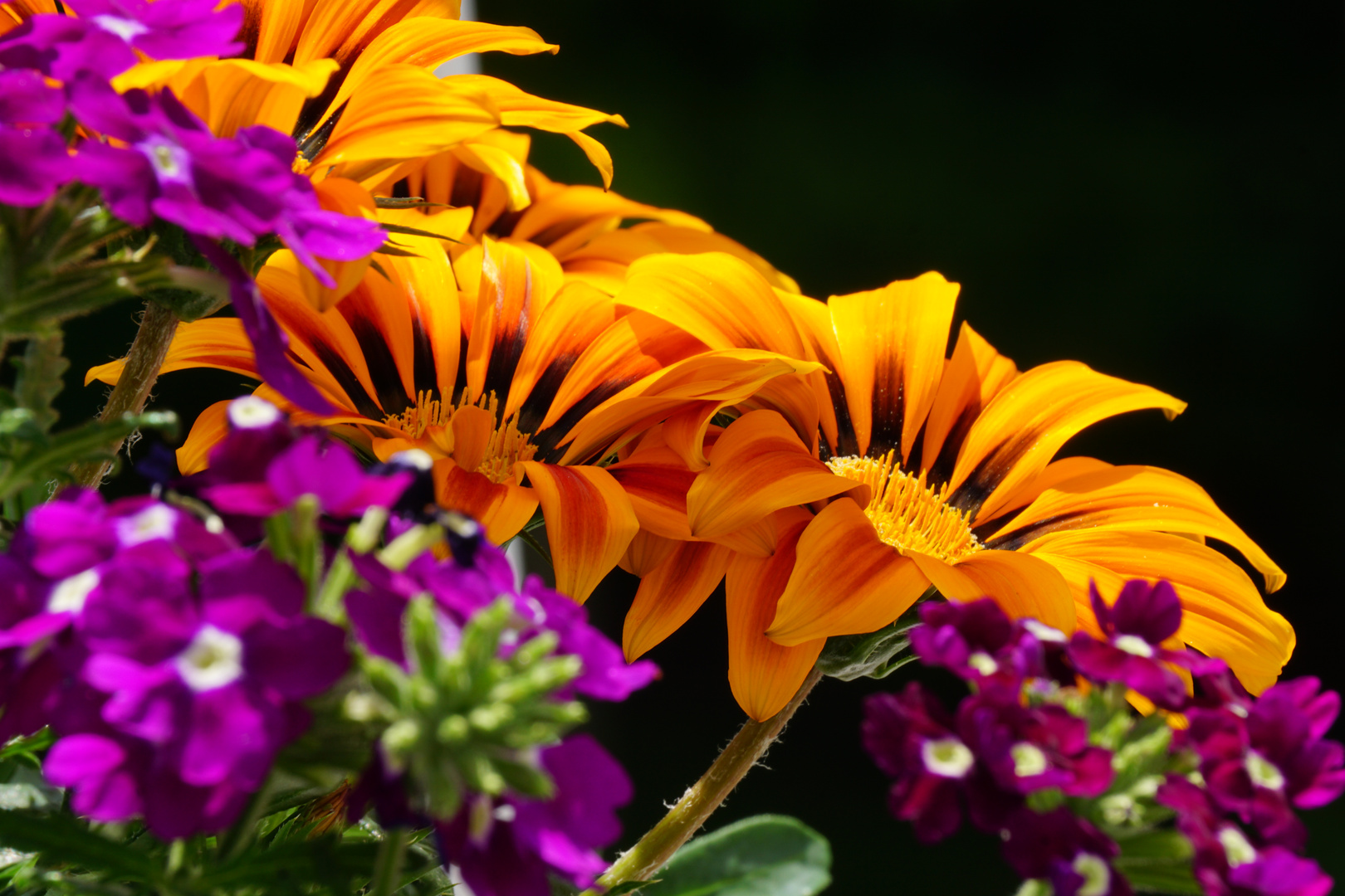 Balkonblumen schön in Szene gesetzt