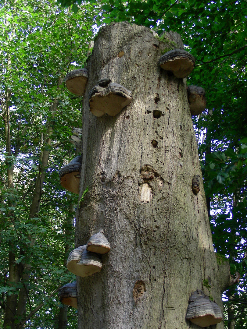 "Balkone" am Buchenstamm