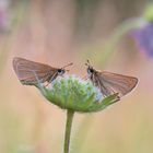 Balkonfrühstück im Blumenfeld