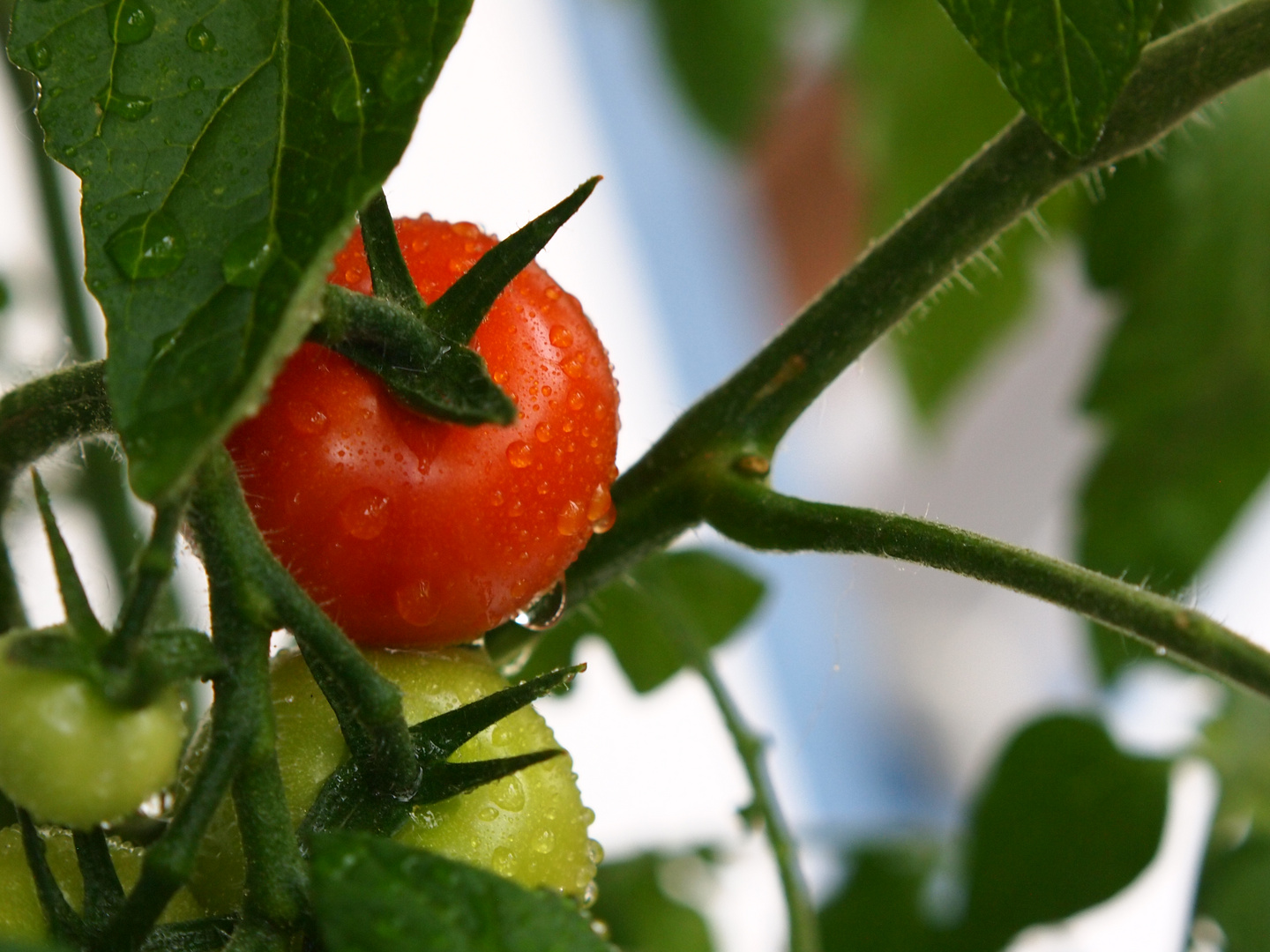 Balkonia Tomaten ;)