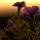 Balkonien im Abendlicht