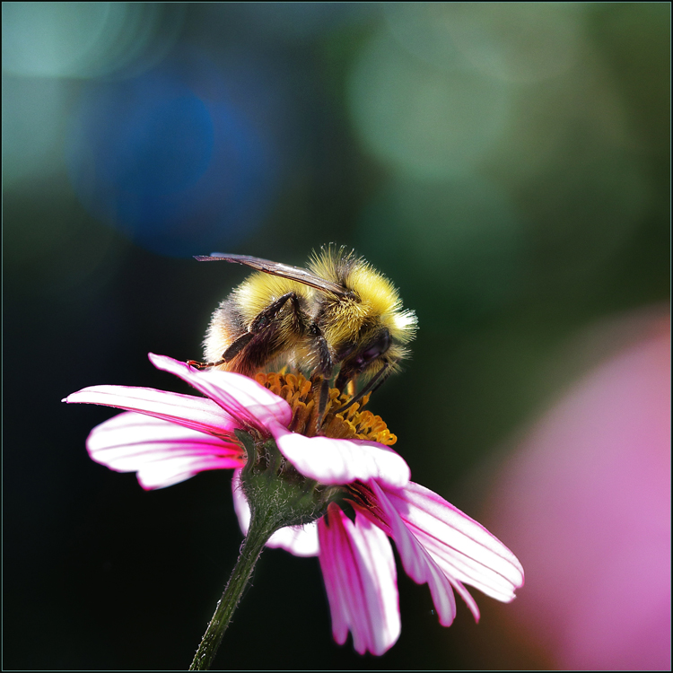 Balkonien : Sternmarie mit Hummel